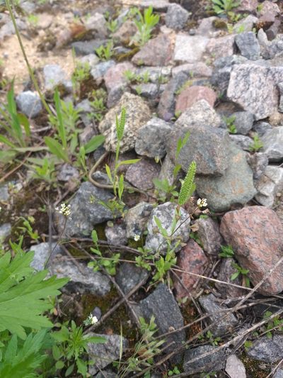 Phleum paniculatum, photographed by Dmitriy Bochkov