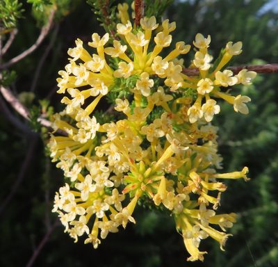 Gnidia squarrosa, photographed by linkie