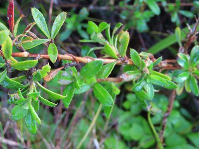 Cliffortia ferruginea, photographed by linkie