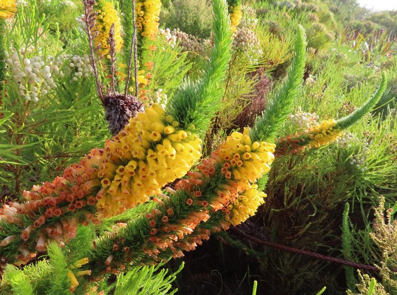 Erica patersonii, photographed by linkie