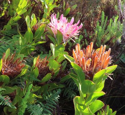 Protea compacta, photographed by linkie