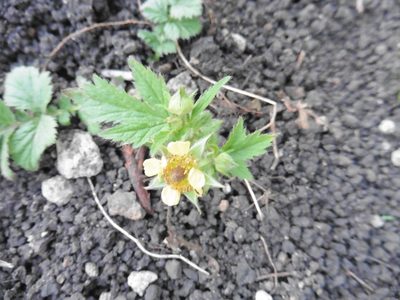 Geum aleppicum, photographed by Силаева Татьяна Борисовна