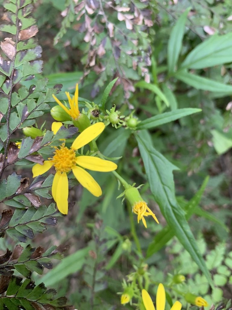 Senecio vagus, photographed by Guy Taseski