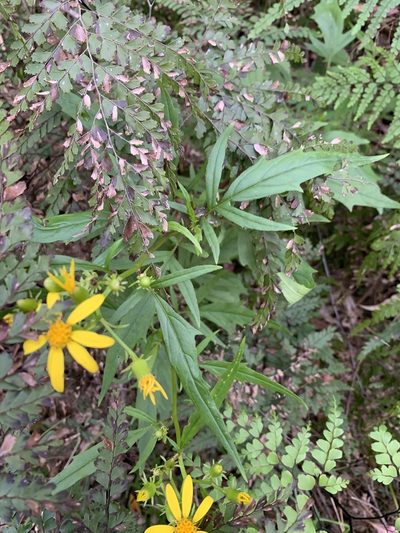 Senecio vagus, photographed by Guy Taseski