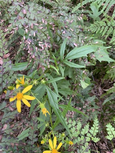Senecio vagus, photographed by Guy Taseski