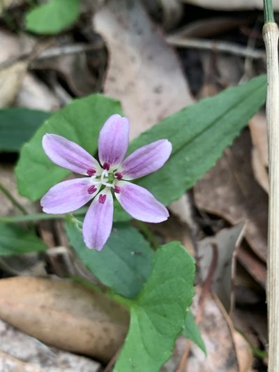 Schelhammera undulata, photographed by Guy Taseski