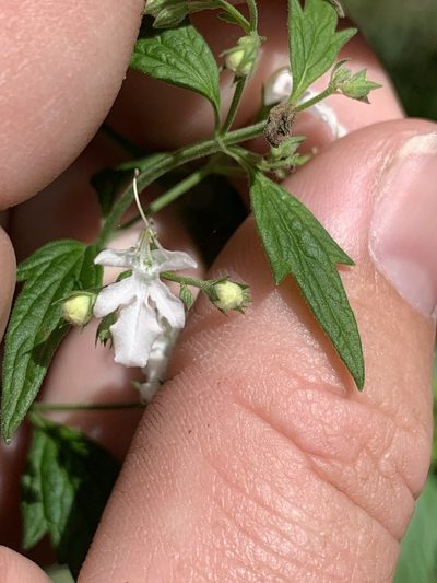 Teucrium corymbosum, photographed by Guy Taseski