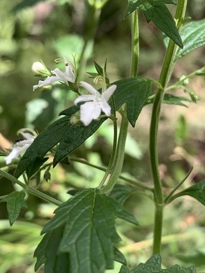 Teucrium corymbosum, photographed by Guy Taseski