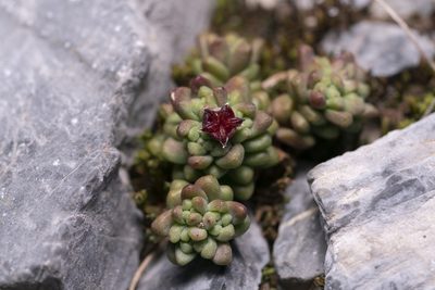 Sedum atratum, photographed by Eleftherios Katsillis