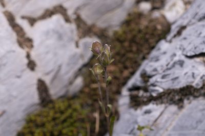 Veronica fruticans, photographed by Eleftherios Katsillis