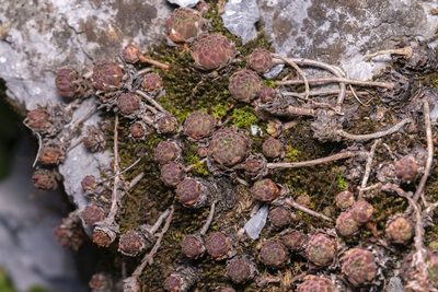 Sempervivum montanum, photographed by Eleftherios Katsillis