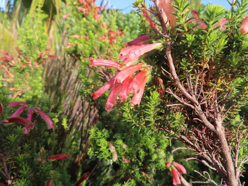Erica glandulosa, photographed by linkie