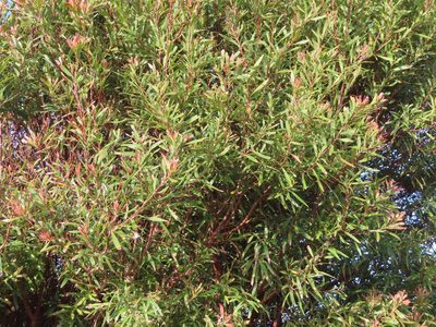 Hakea salicifolia, photographed by linkie