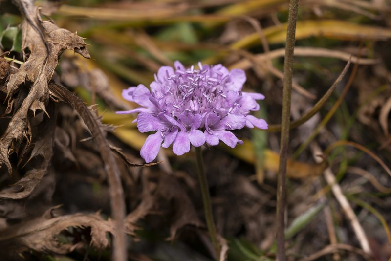 Scabiosa lucida, photographed by Eleftherios Katsillis