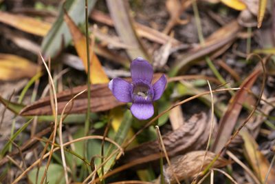Gentianella campestris, photographed by Eleftherios Katsillis