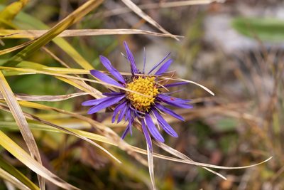 Aster alpinus, photographed by Eleftherios Katsillis