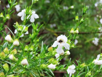 Prostanthera nivea, photographed by Elspeth Swan