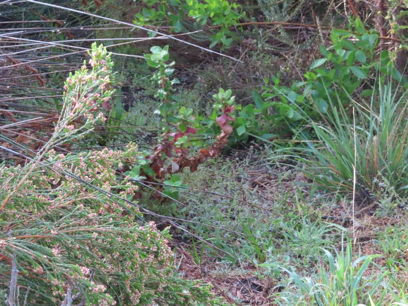 Cliffortia hirsuta, photographed by linkie