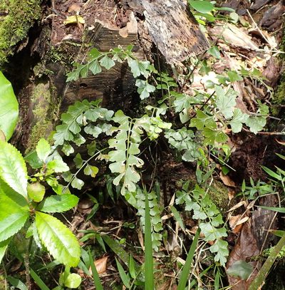 Asplenium simii, photographed by Nicola van Berkel