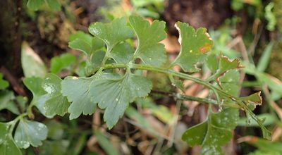 Asplenium simii, photographed by Nicola van Berkel