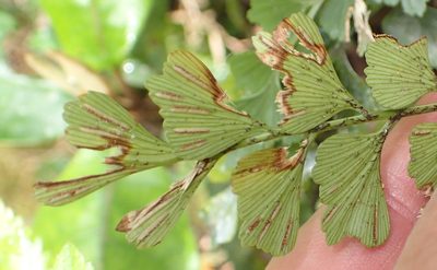 Asplenium simii, photographed by Nicola van Berkel