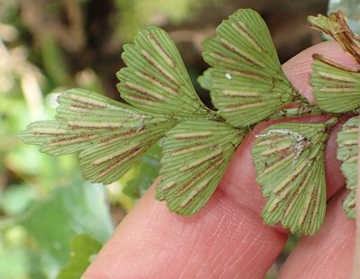 Asplenium simii, photographed by Nicola van Berkel