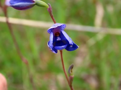 Thelymitra ixioides, photographed by Elspeth Swan