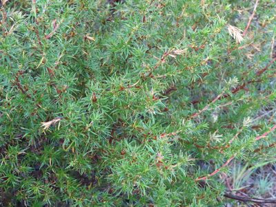Cliffortia atrata, photographed by linkie