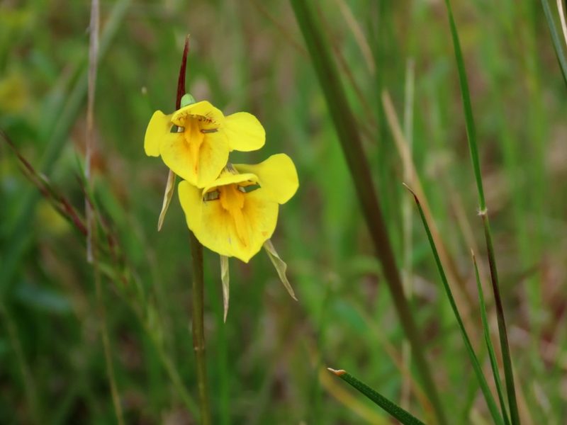 Diuris behrii, photographed by Elspeth Swan