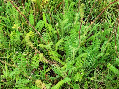 Acaena agnipila, photographed by Elspeth Swan