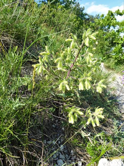 Onosma visianii, photographed by Michael Andresek