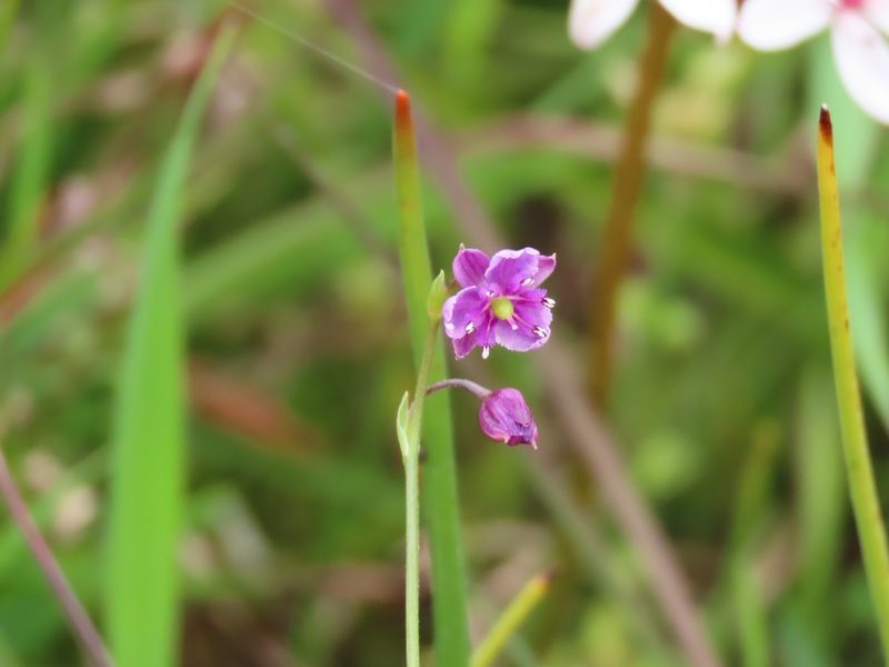 Arthropodium minus, photographed by Elspeth Swan