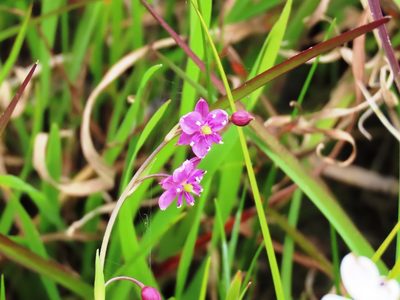 Arthropodium minus, photographed by Elspeth Swan