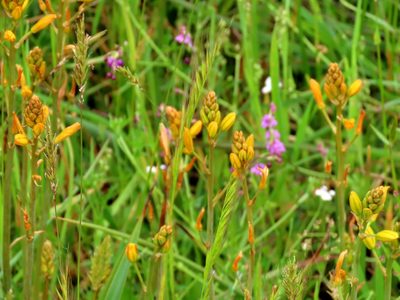 Bulbine bulbosa, photographed by Elspeth Swan
