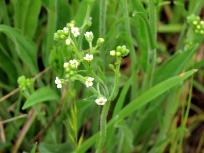 Hackelia suaveolens, photographed by Elspeth Swan