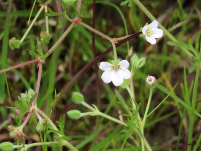 Geranium retrorsum, photographed by Elspeth Swan