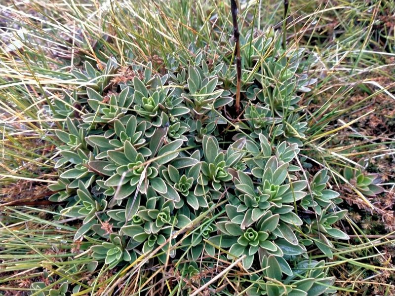 Gentianella impressinervia, photographed by John Barkla