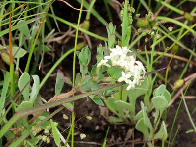 Pimelea humilis, photographed by Elspeth Swan