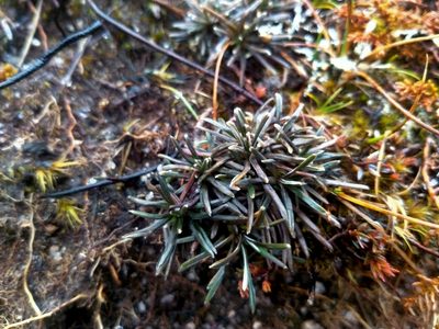 Celmisia similis, photographed by John Barkla