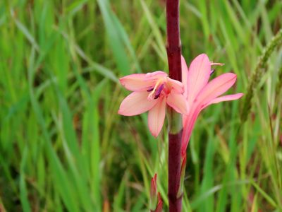 Watsonia meriana, photographed by Elspeth Swan