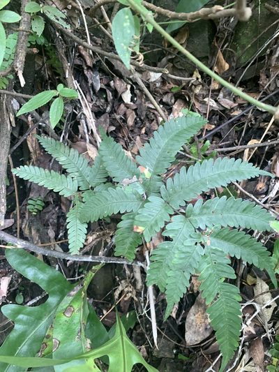 Pteris fauriei, photographed by 呂一起(Lyu yi-chi)