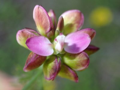 Polygala ericifolia, photographed by Nicola van Berkel
