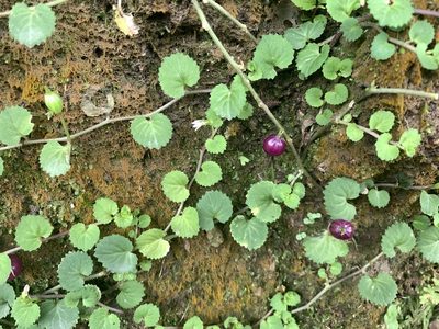 Lobelia nummularia, photographed by 呂一起(Lyu yi-chi)