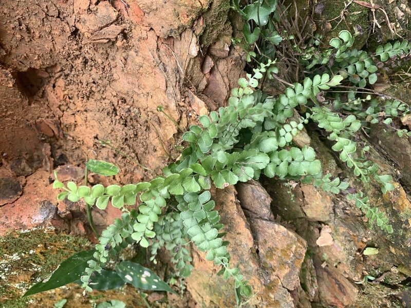 Lindsaea orbiculata, photographed by 呂一起(Lyu yi-chi)