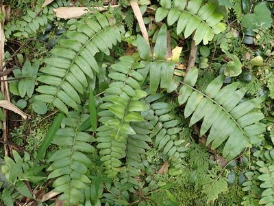 Nephrolepis biserrata, photographed by 呂一起(Lyu yi-chi)
