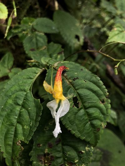 Impatiens albopetala, photographed by Divya Mudappa