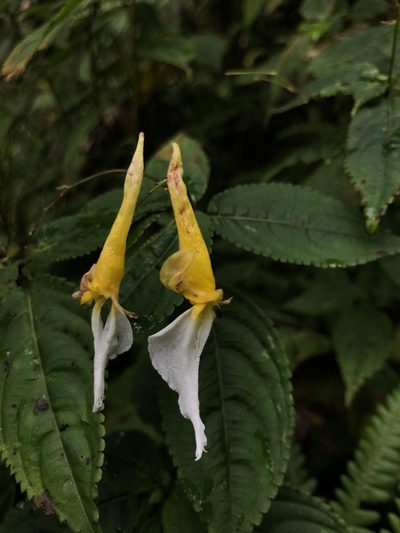 Impatiens albopetala, photographed by Divya Mudappa