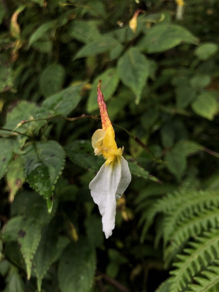 Impatiens albopetala, photographed by Divya Mudappa