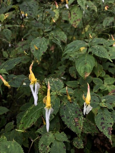 Impatiens albopetala, photographed by Divya Mudappa
