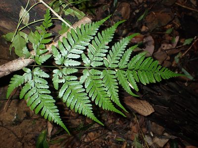 Dryopteris sparsa, photographed by 呂一起(Lyu yi-chi)